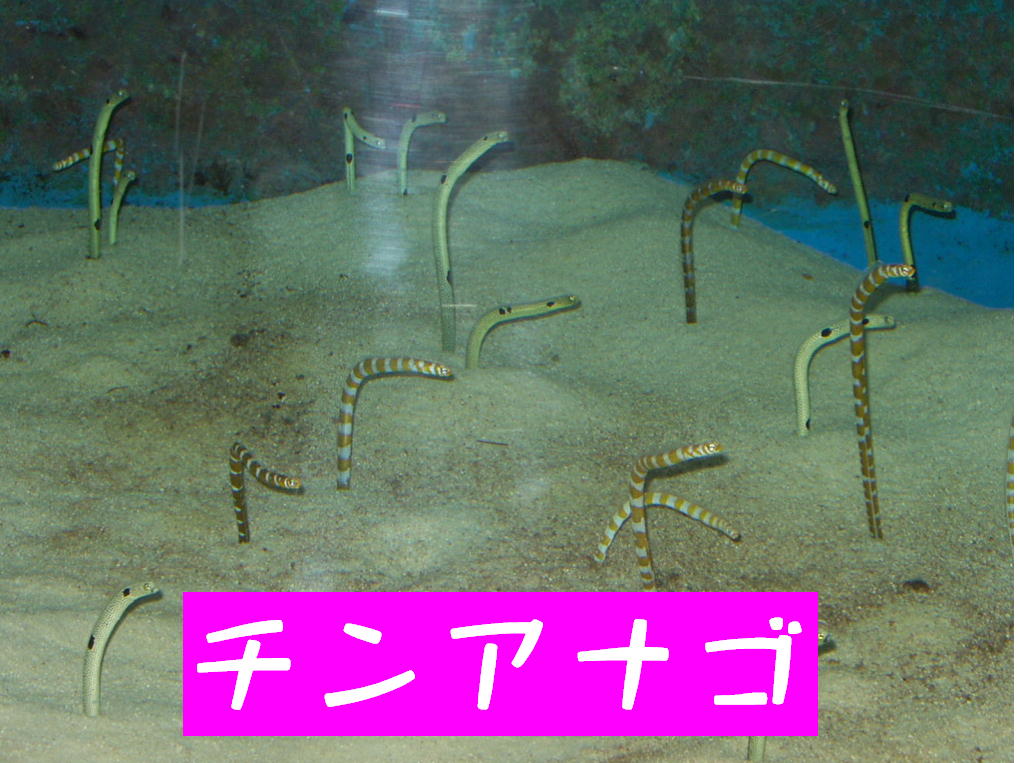 君は チンアナゴ を知っているか ほげほげ記録