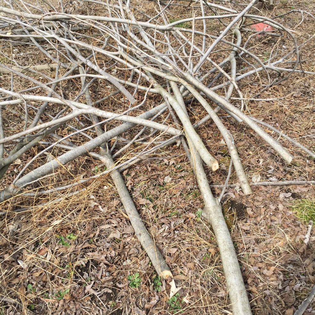 山の見回り タラの木 鹿の食害 日記 ほげみとおったんのキャンプ日記 山の見回り タラの木 鹿の食害 日記 ほげみとおったんのキャンプ日記