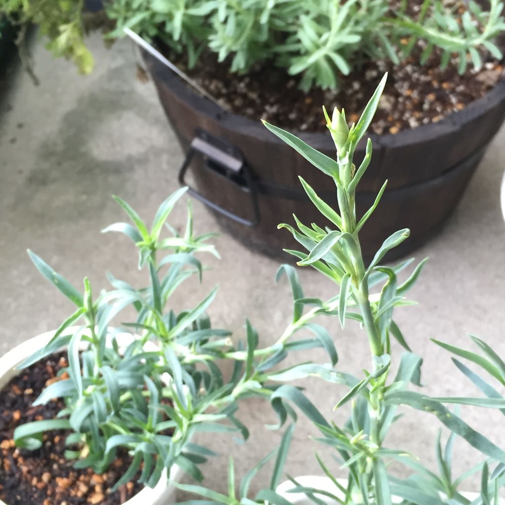 モスのカーネーション 摘芯と 蕾ができた 日記 ほげみとおったんのキャンプ日記