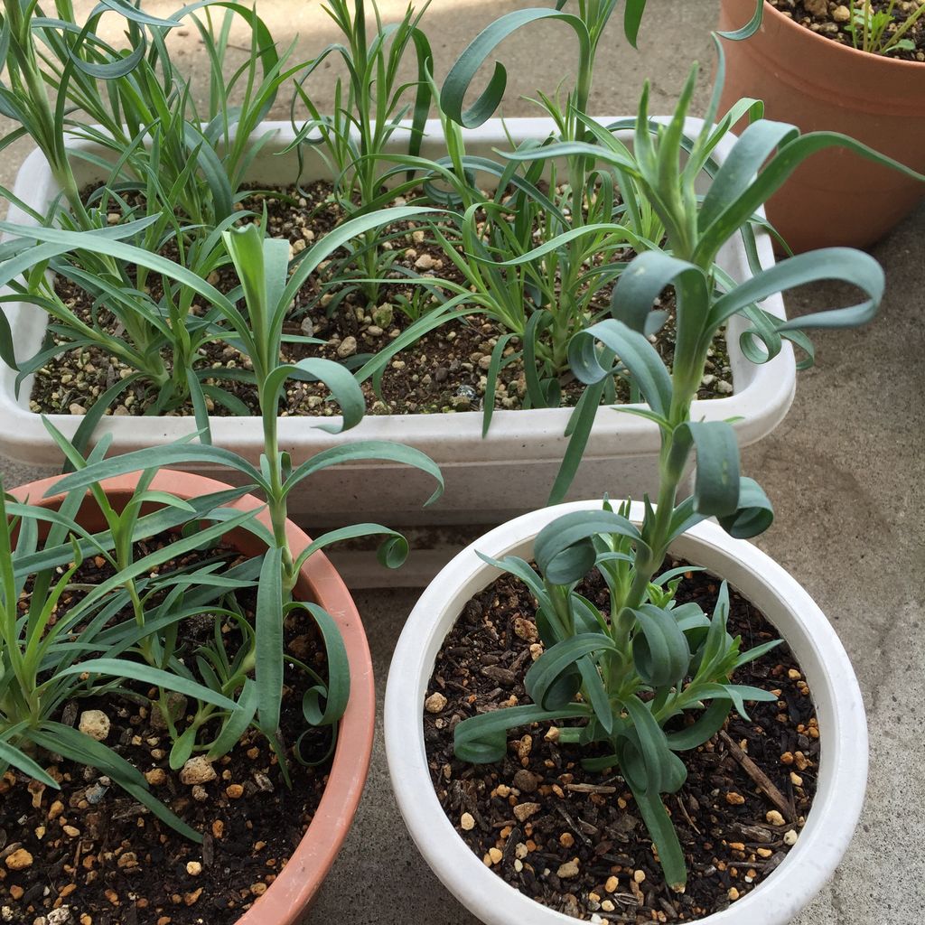 モスのカーネーション 摘芯と 蕾ができた 日記 ほげみとおったんのキャンプ日記