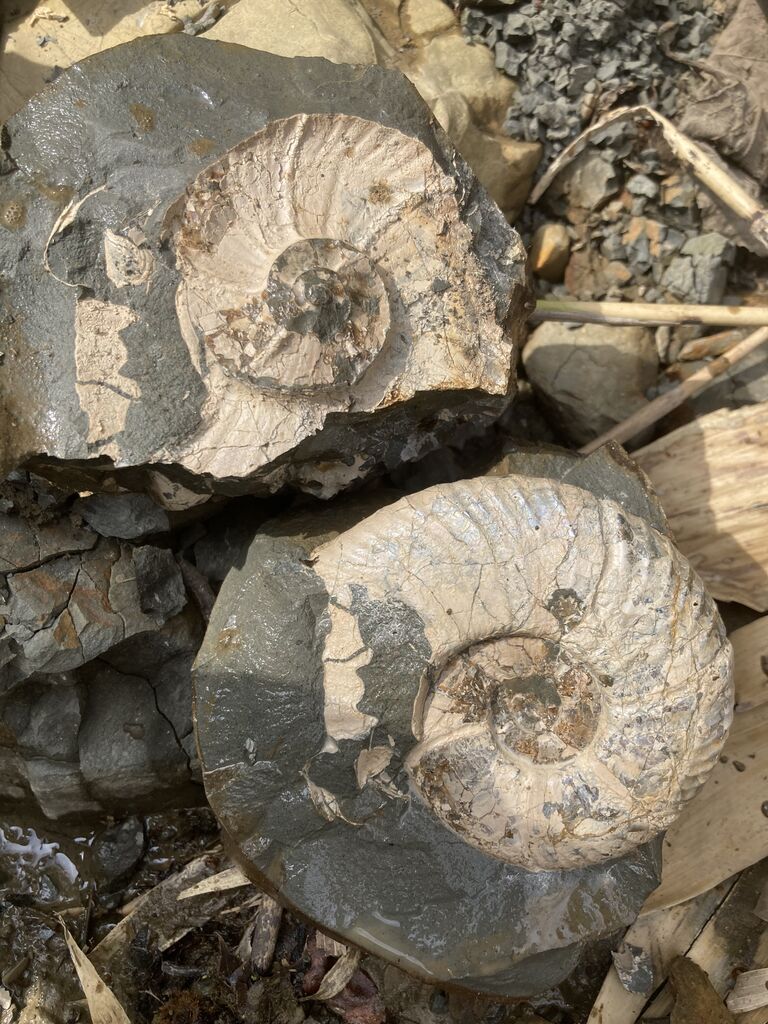 北海道化石採集記 2024年ゴールデンウィーク巡検 : ほっほ：いしとむし