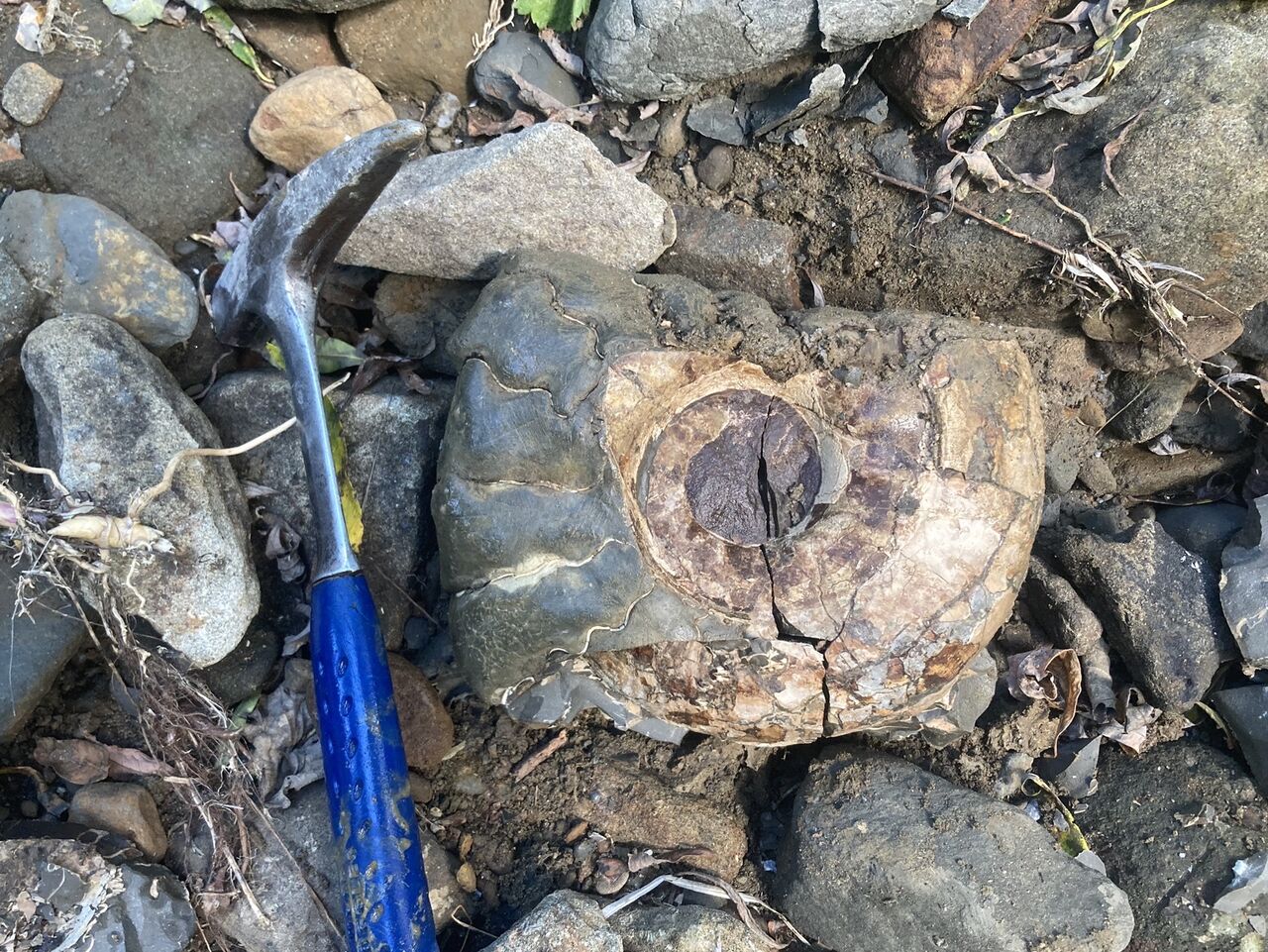 北海道化石採集記 2022年秋のカンパニアン巡検 : ほっほ:いしと 北海道化石採集記 2022年秋のカンパニアン巡検 : ほっほ:いしと