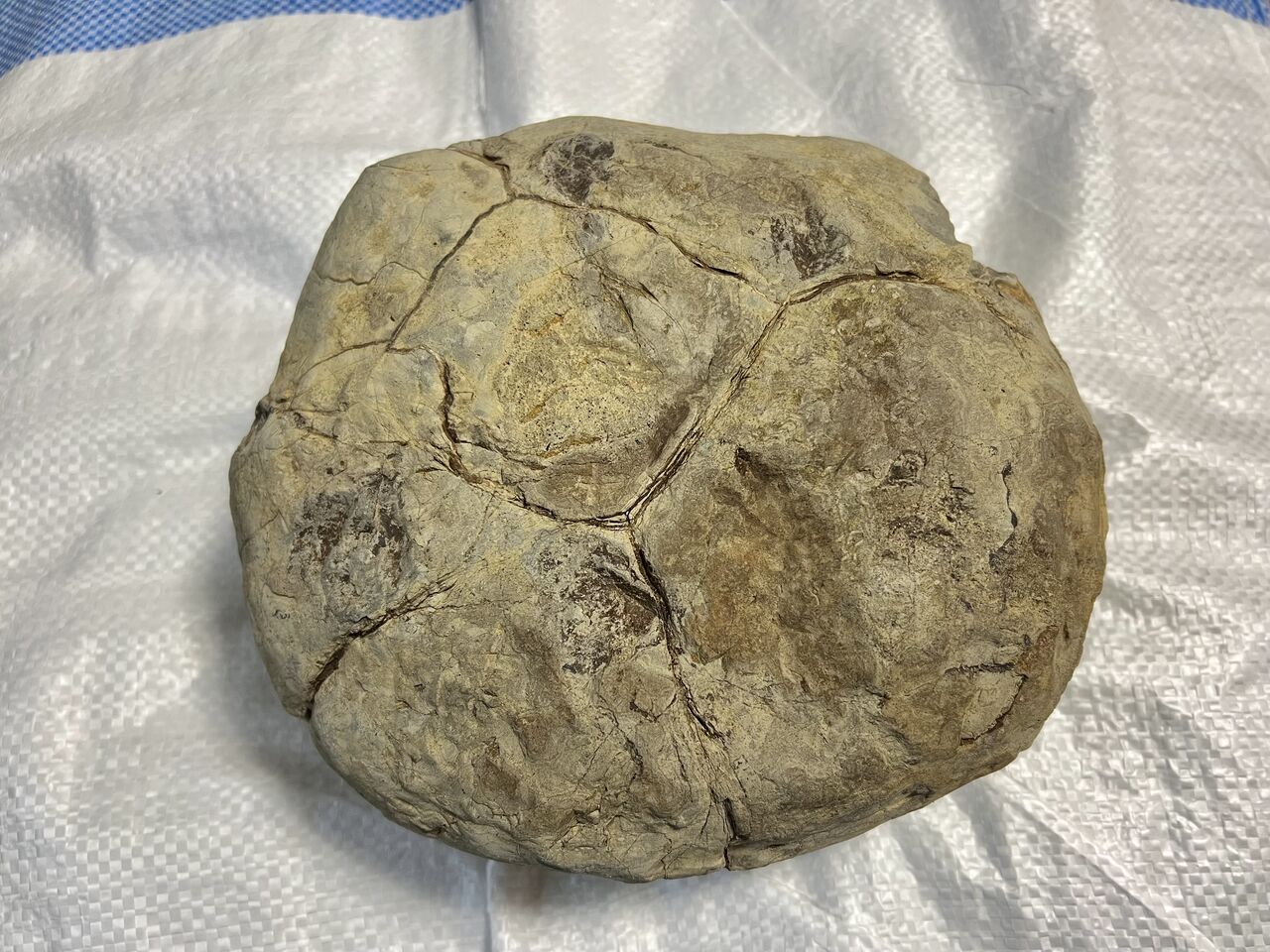 夢のグレイソニテス！クリーニング編 : ほっほ：いしとむしとやまの人