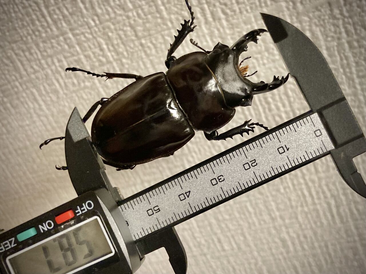 2022年 西表島マルバネクワガタ採集記（前編） : ほっほ：いしとむし