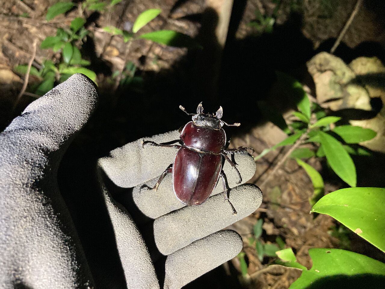 ヤエヤママルバネ57.9ミリペア（西表島） ヤエヤママルバネ57.9ミリペア（西表島） ヤエヤママルバネ57.9
