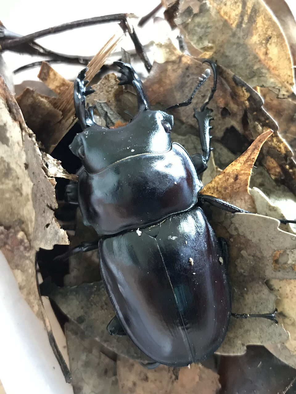 2020年 西表島マルバネクワガタ採集記 : ほっほ：いしとむし