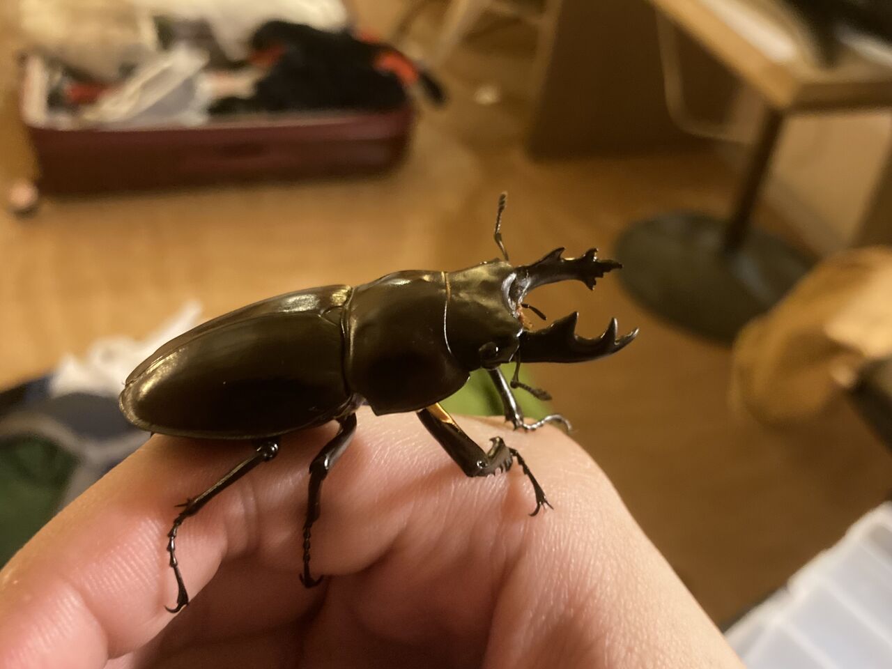 2022年 西表島マルバネクワガタ採集記（前編） : ほっほ：いしとむし