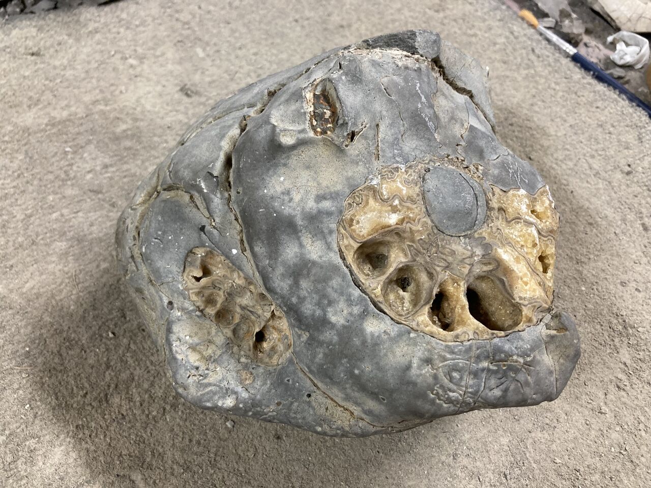 北海道化石採集記 2024年秘境巡検（前編） : ほっほ：いしとむしとやまの人