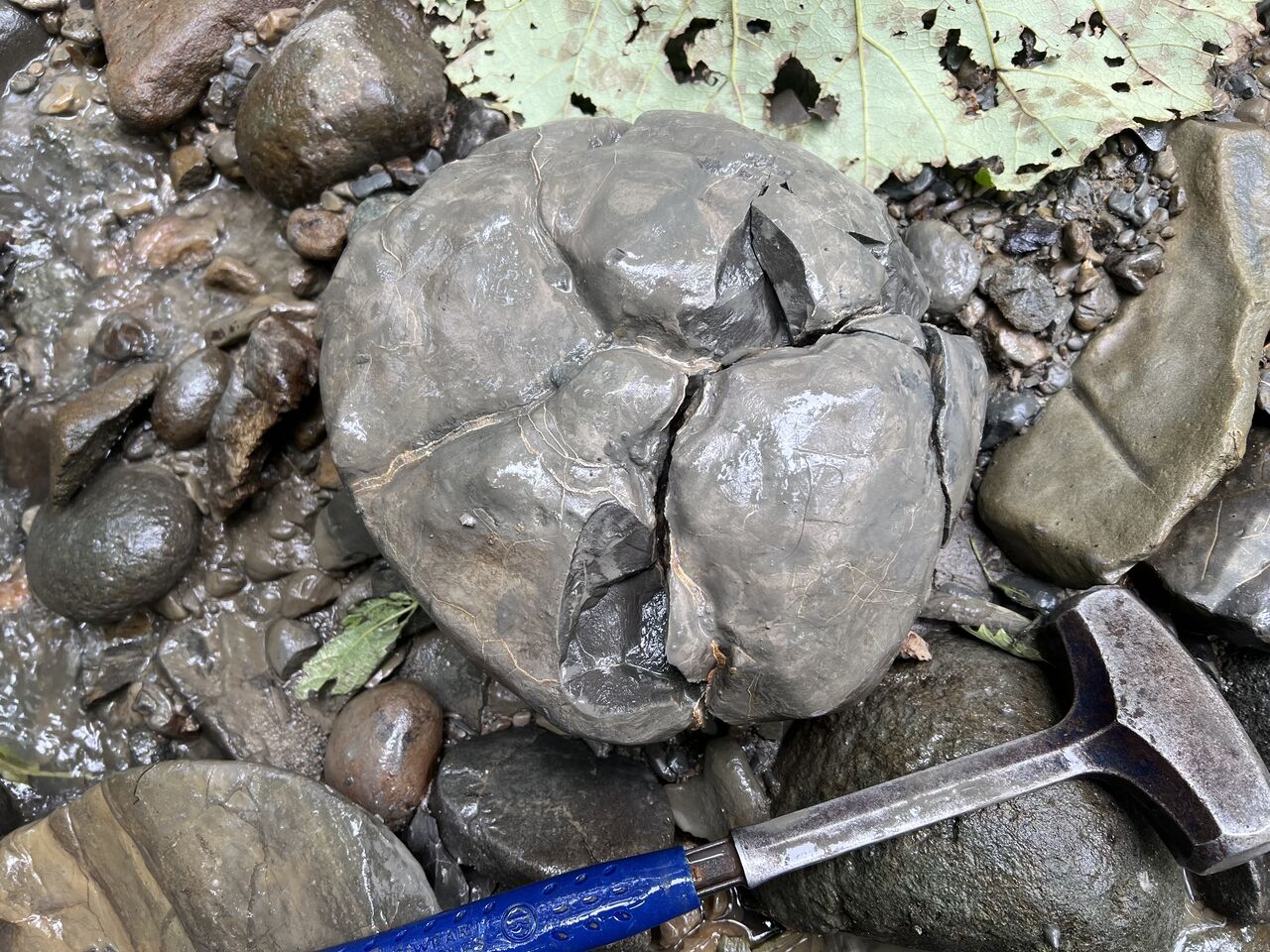 怪我の功名？ クリーニング編 : ほっほ：いしとむしとやまの人