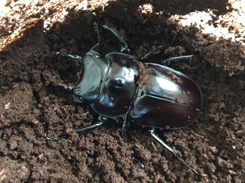 大 ヤエヤママルバネ57.9ミリペア（西表島）