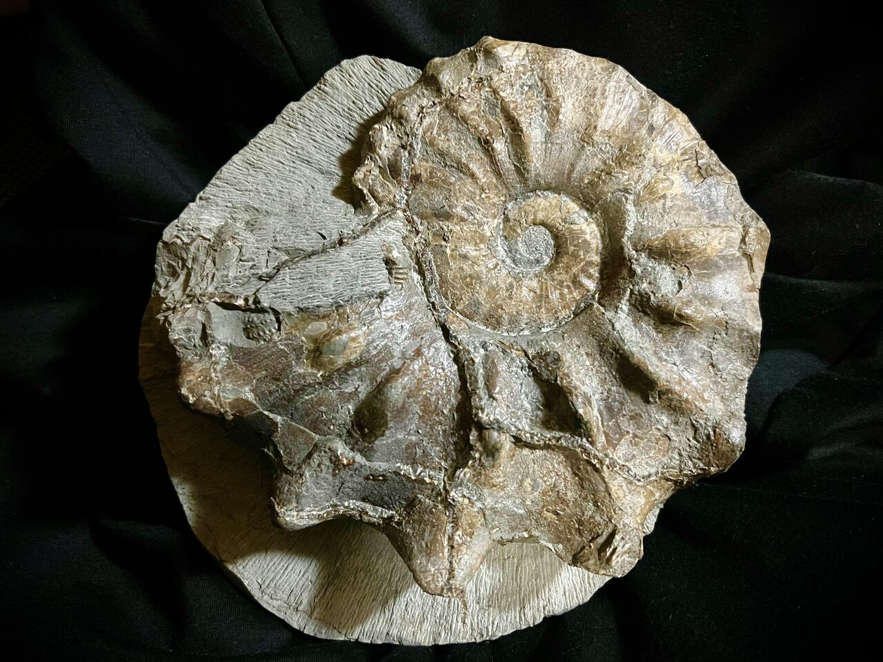 アンモナイト化石 27cm(290) アンモナイト化石 27cm(290) t726-1003_1.jpg