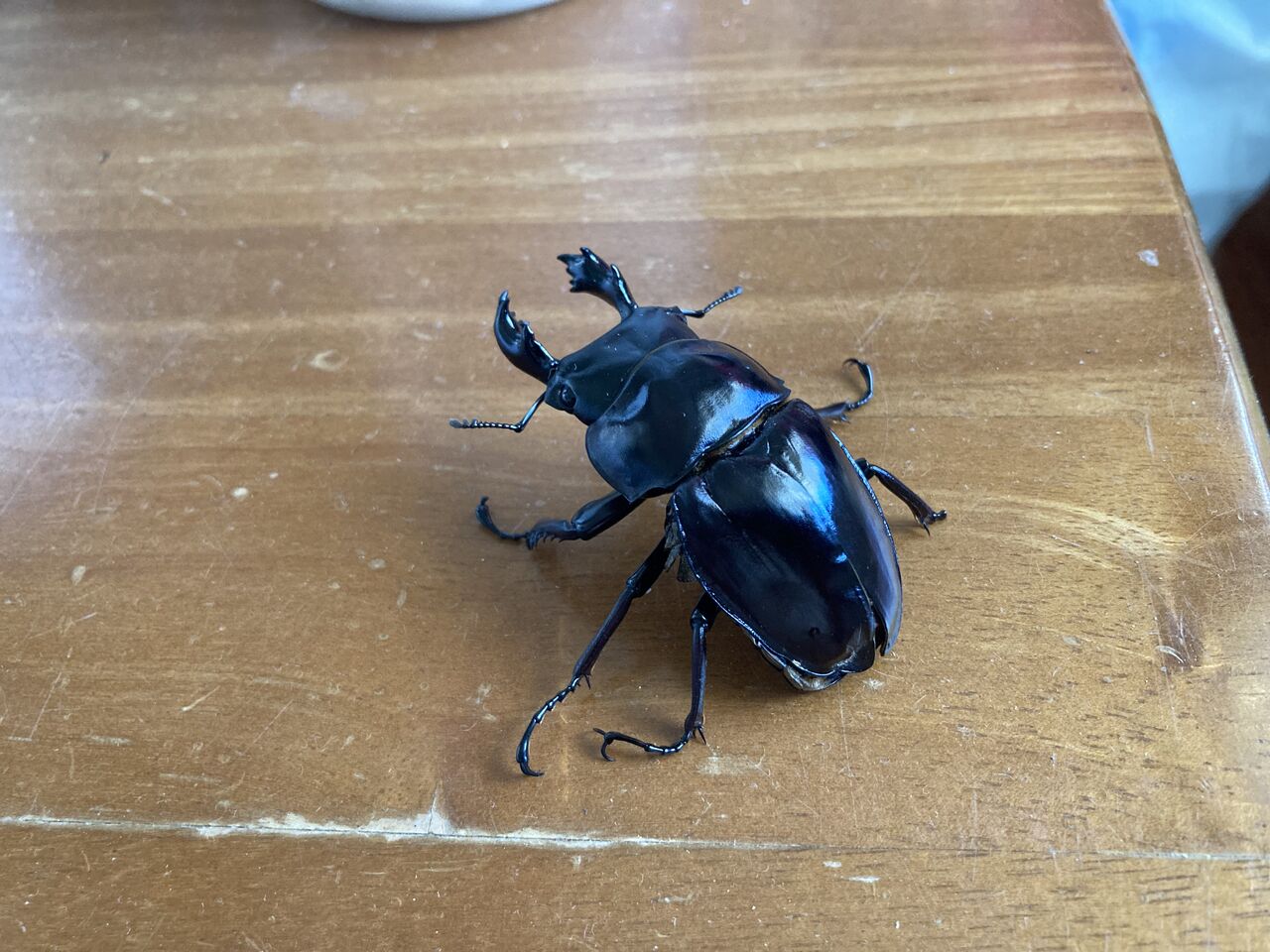 2021年 西表島マルバネクワガタ採集記（前編） : ほっほ：いしとむし