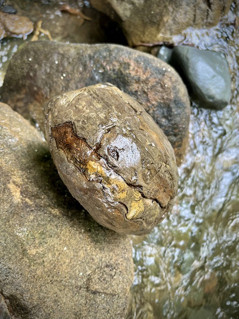 北海道中川　ノジュール　クリーニング　化石掘り 夢のグレイソニテス！クリーニング編 : ほっほ：いしとむしとやまの人