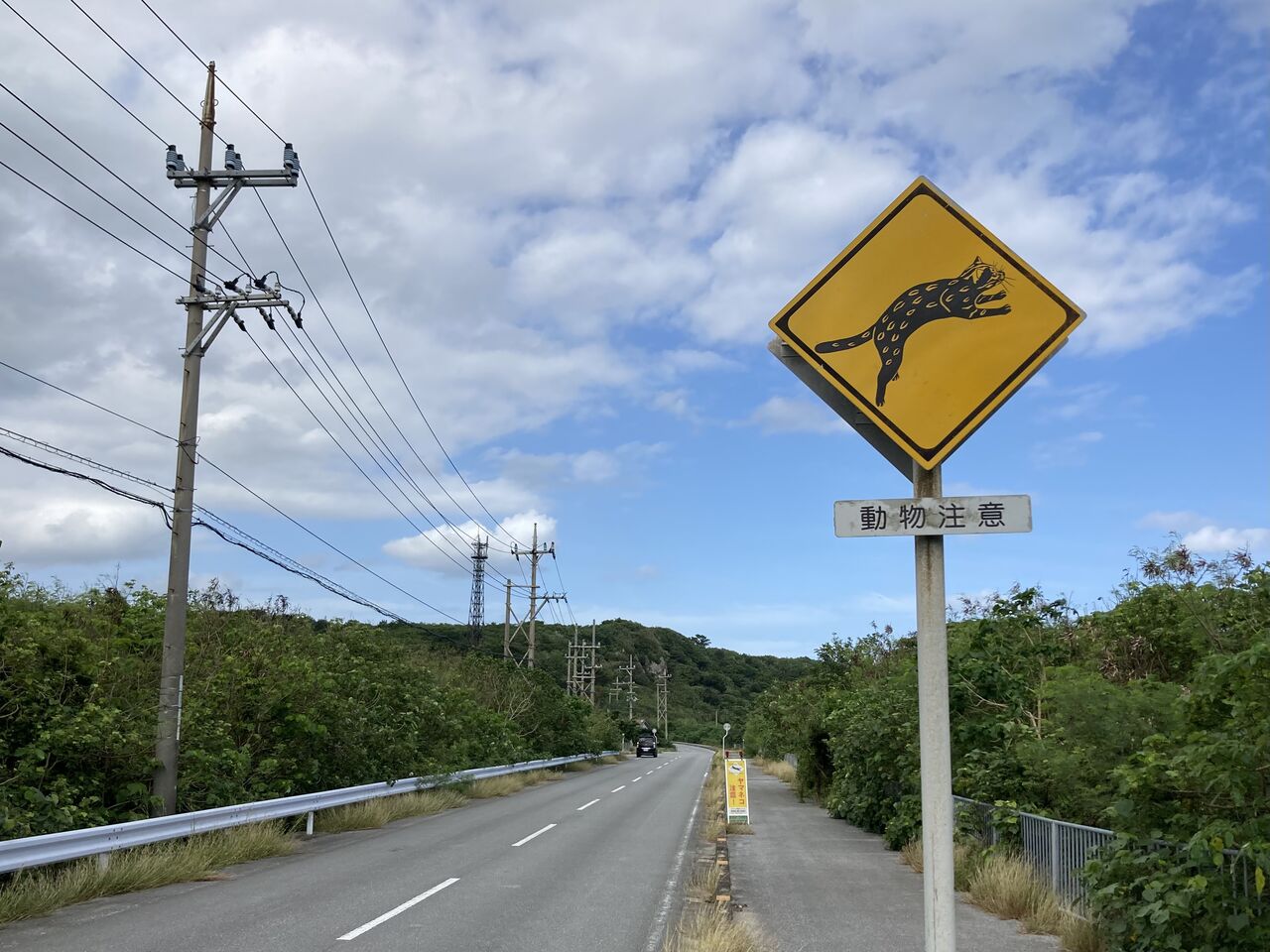 2022年 西表島マルバネクワガタ採集記（前編） : ほっほ：いしとむし