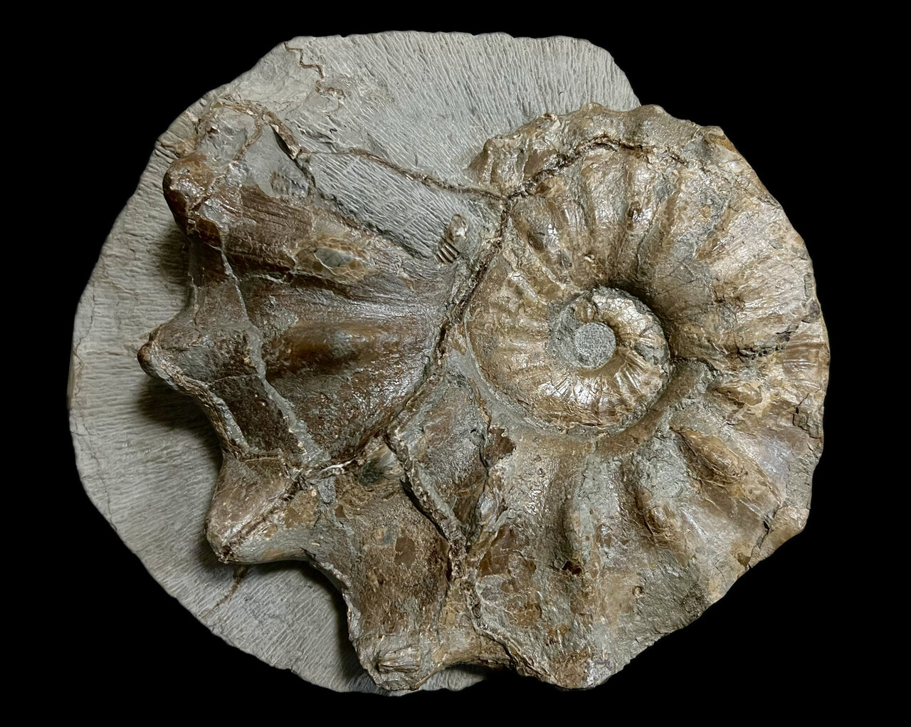 稀産 グレイソニテス Graysonites アンモナイト 化石 オンラ