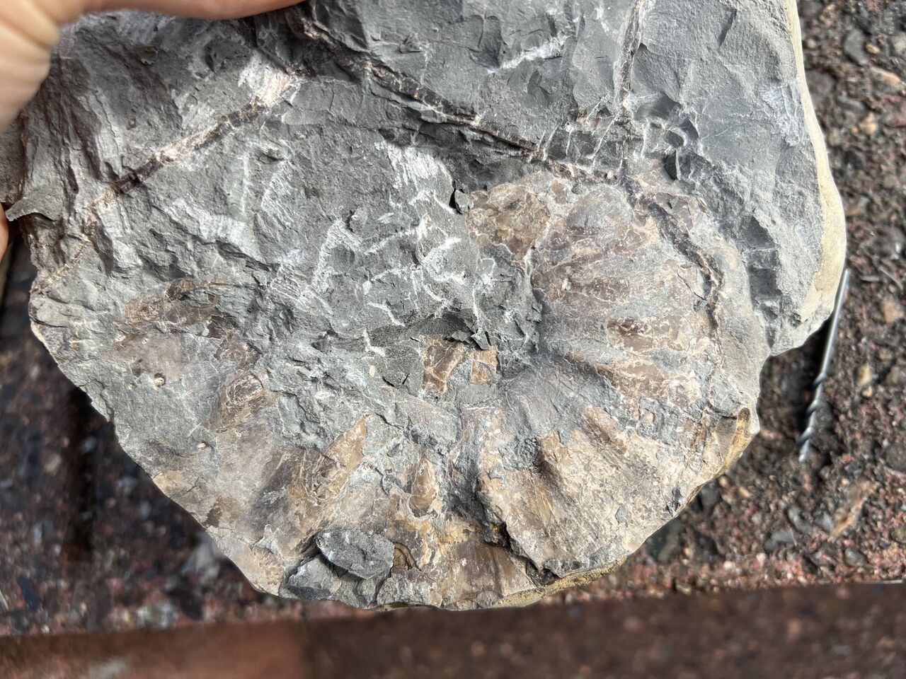 夢のグレイソニテス！クリーニング編 : ほっほ：いしとむしとやまの人