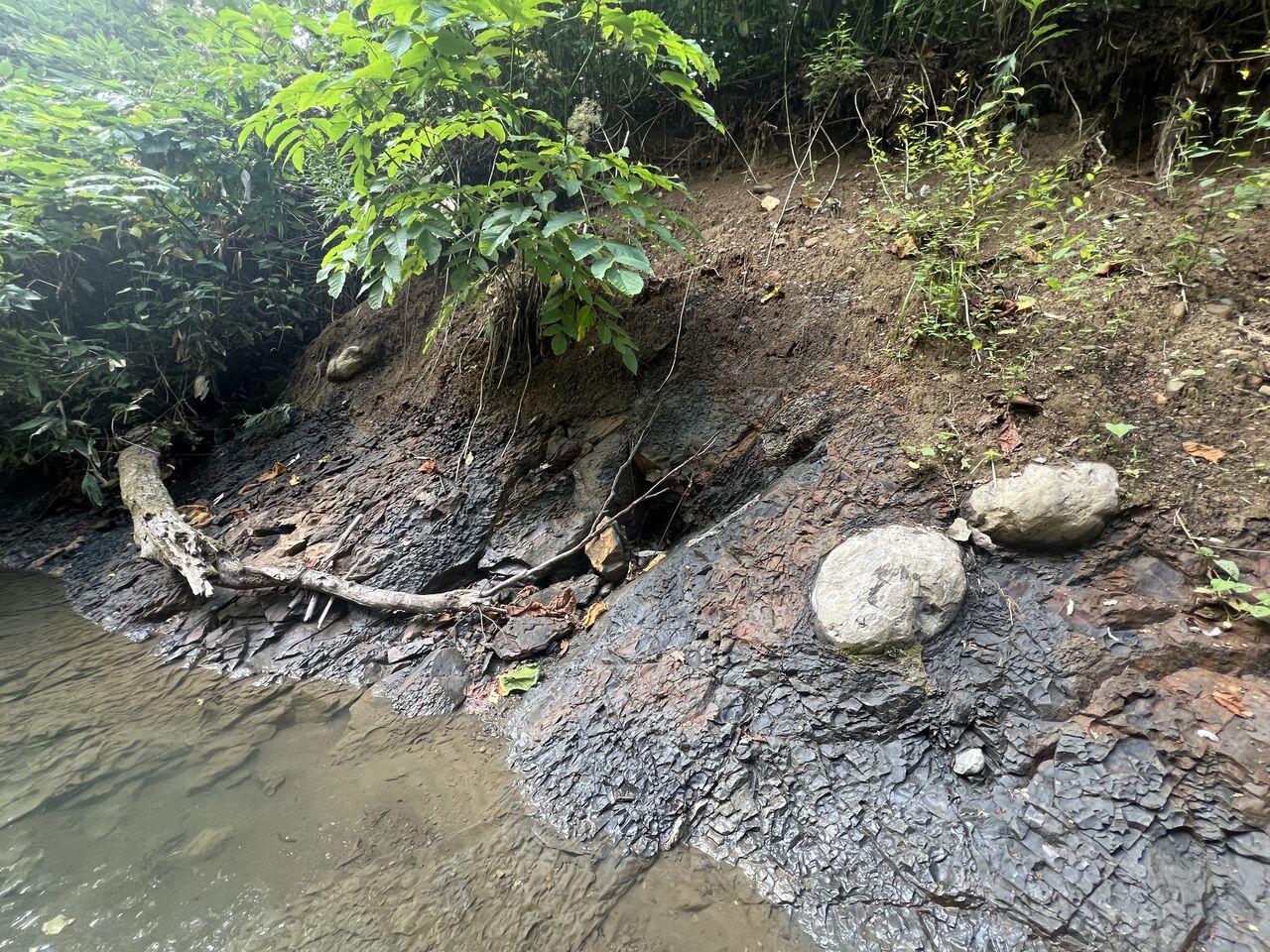 北海道アンモナイト 化石 原石 ノジュール 科学 自由研究 鑑賞石