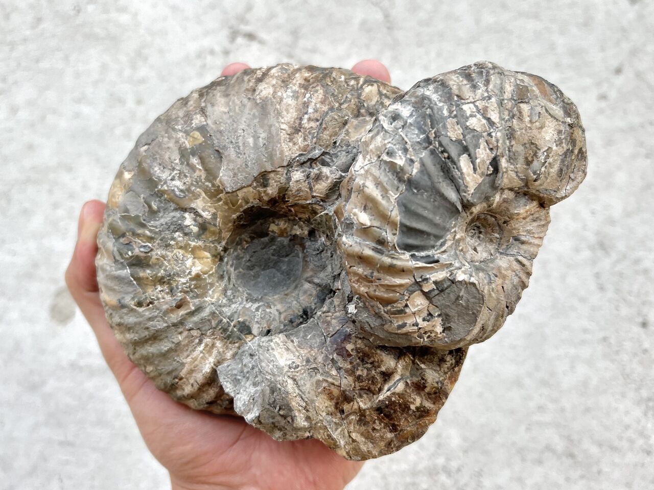 北海道アンモナイト化石の「福箱」 北海道アンモナイト化石の「福箱」 日本産のアンモナイトの展示の