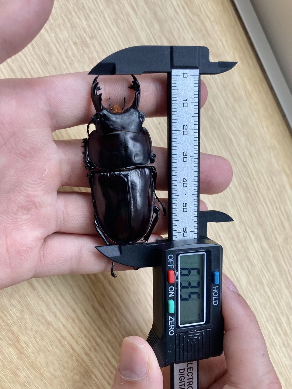 2021年 西表島マルバネクワガタ採集記（前編） : ほっほ：いしとむし