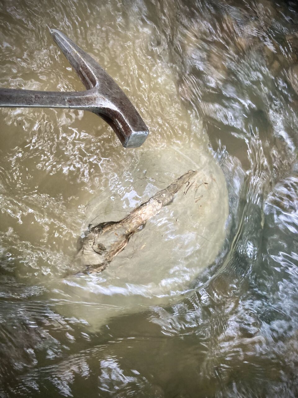 北海道産 アンモナイト 4600g 以上 大きさも丁度よく置き物に最適