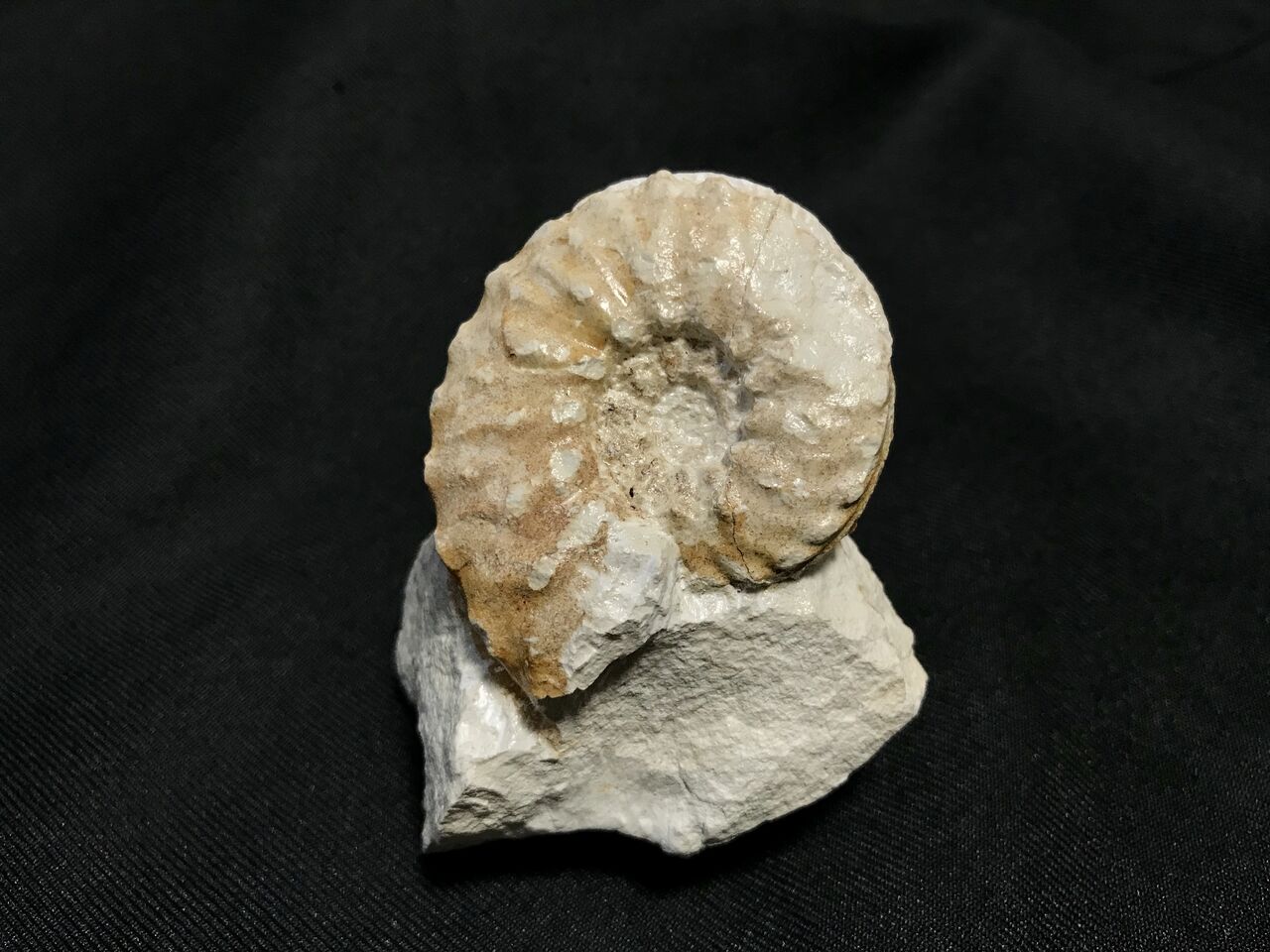 イギリス産リトセラスアンモナイト化石