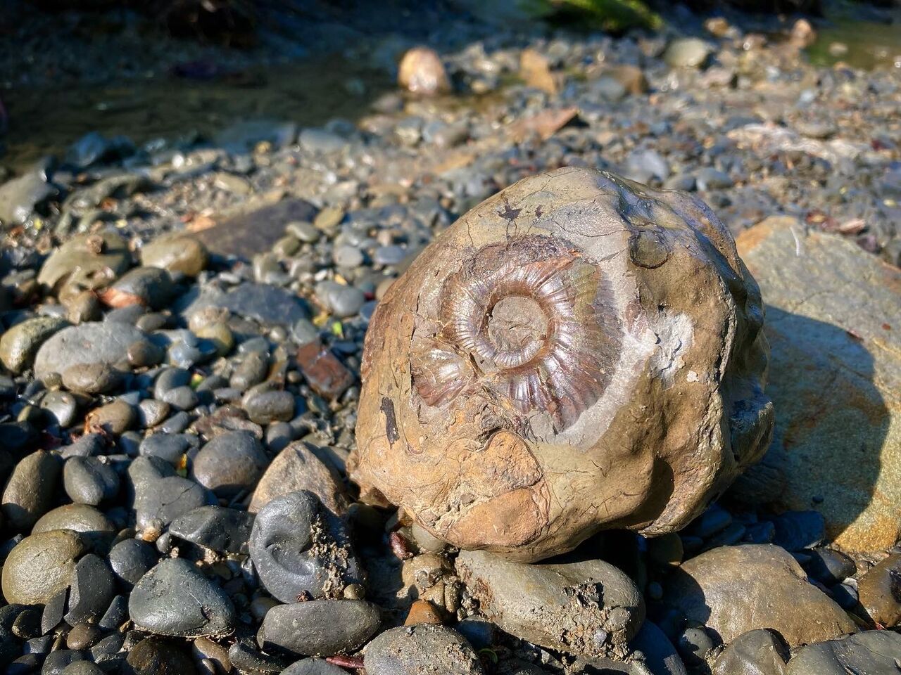 Amazon.co.jp: 北海道羽幌地域のアンモナイト Cretaceous