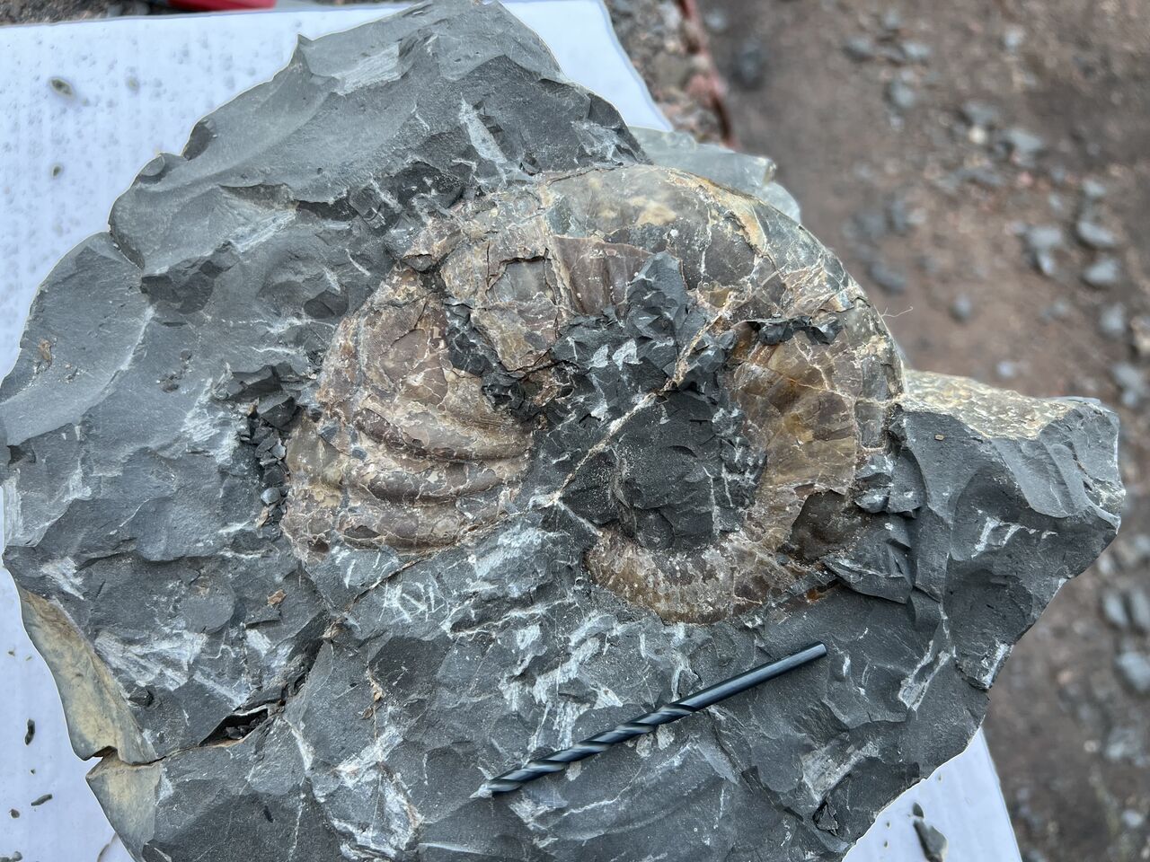 怪我の功名？ クリーニング編 : ほっほ：いしとむしとやまの人