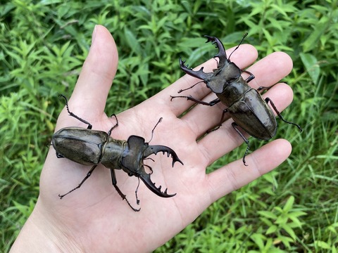 ミクラミヤマクワガタまとめ【規制前採集品】 採集禁止のクワガタを頂いたので産卵セットを組みました - YouTube