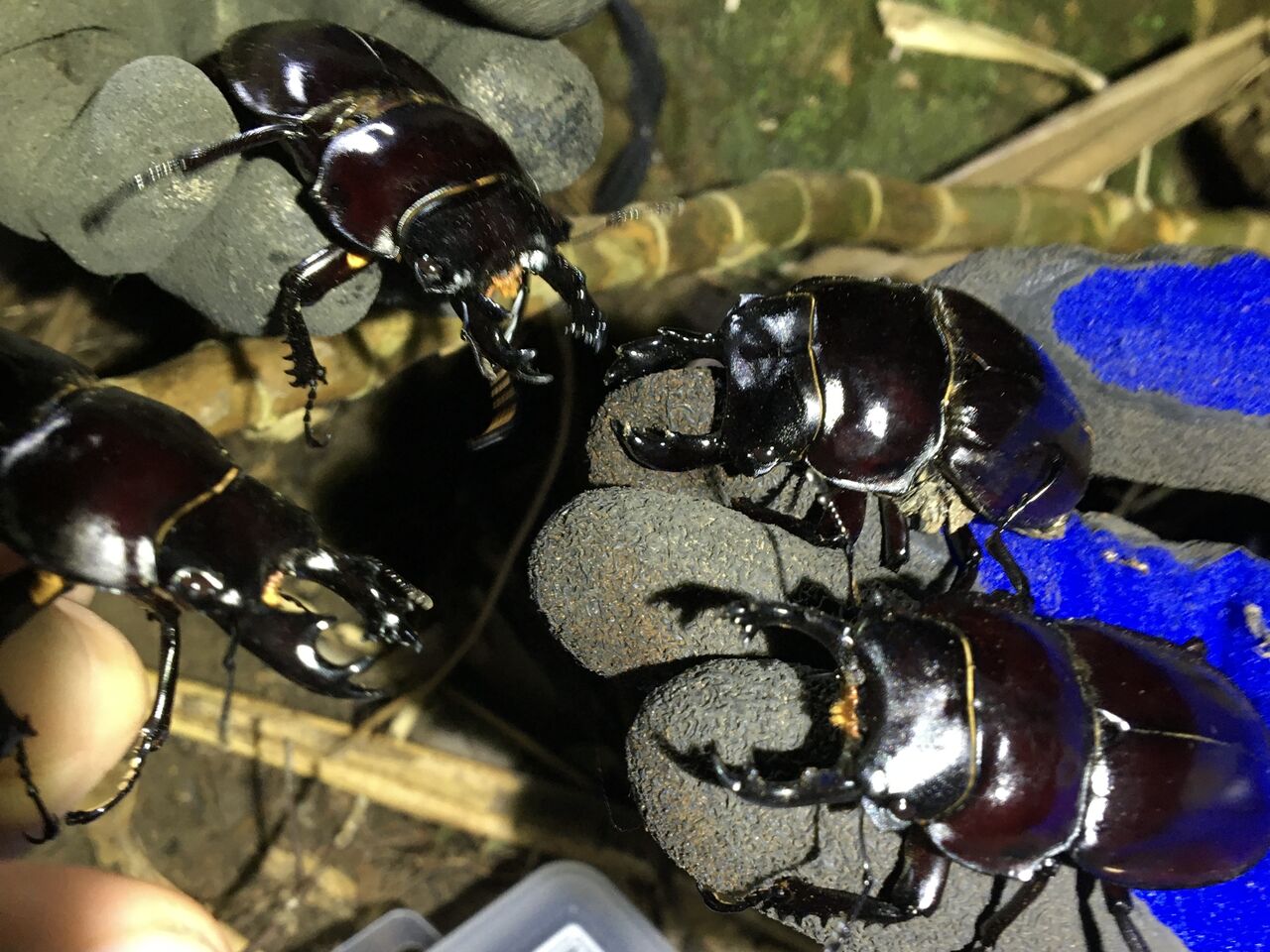 2021年 西表島マルバネクワガタ採集記（前編） : ほっほ：いしとむし