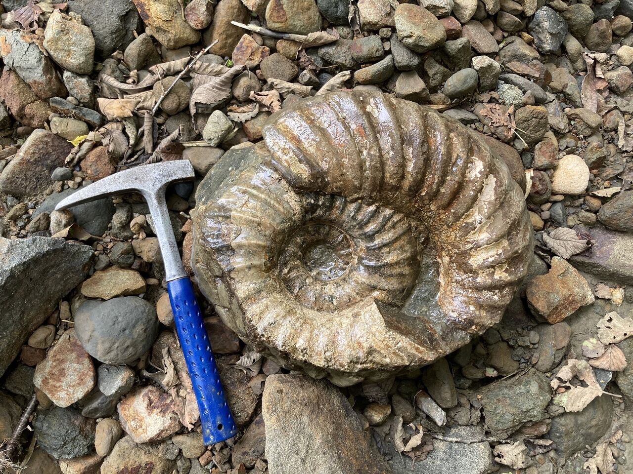 北海道中川地方産アンモナイト18センチ