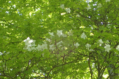 P5200482