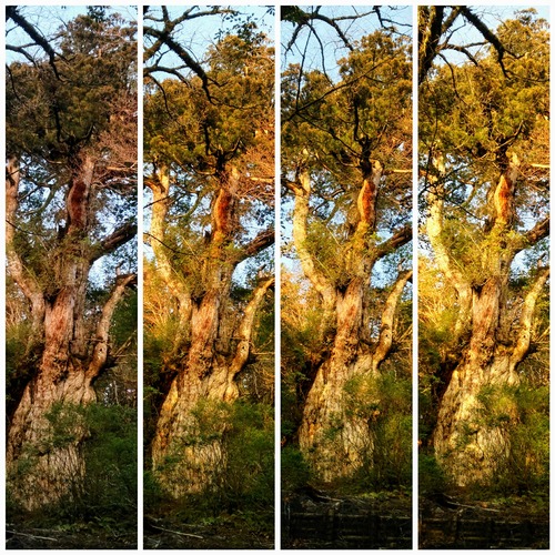 CollageMaker_20180407_215106296