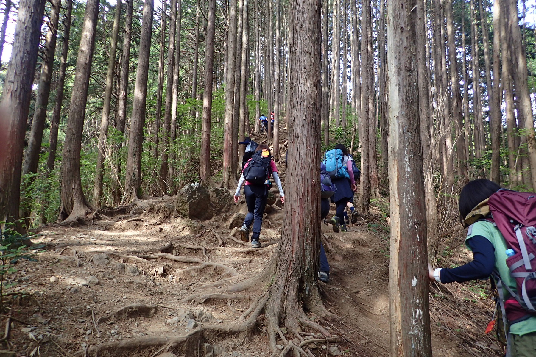 17 5 4 陣馬山 高尾山 新緑の高尾で縦走と山メシを堪能 穂々散歩