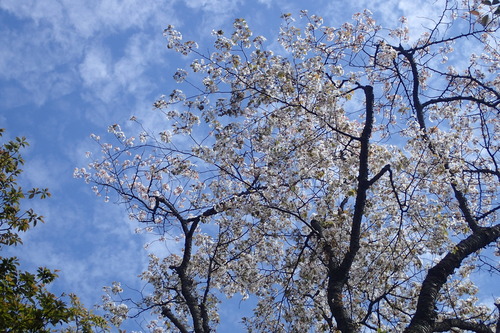 P5040232
