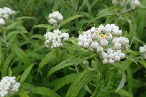 P8150761