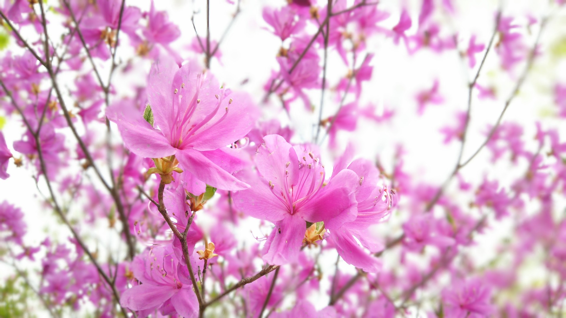 18 5 12 高原山 大間々周回 釈迦如来が鎮座する花の山 穂々散歩