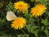 P4091808