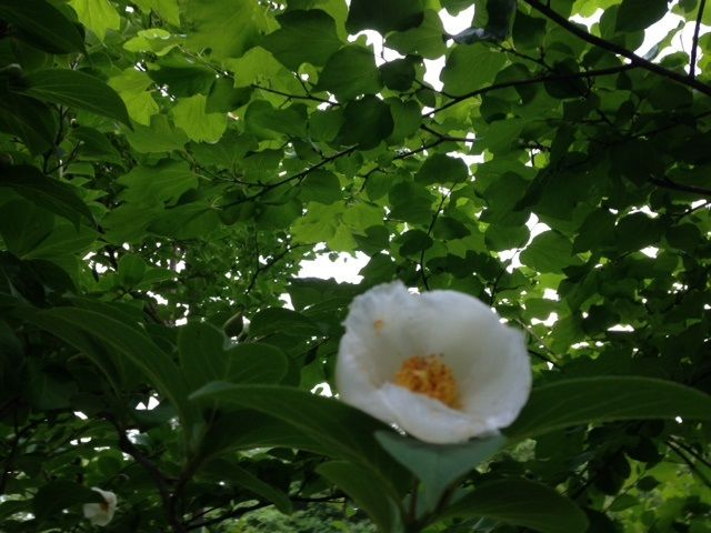 写真 (2)