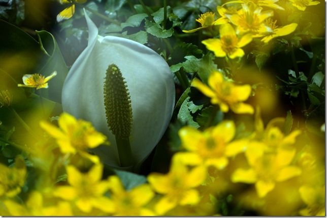 尾瀬水芭蕉咲く初夏のかほり 日本山岳会福島支部のブログ 尾瀬水芭蕉咲く初夏のかほり 日本山岳会福島支部のブログ