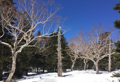 早春の吾妻山_210426