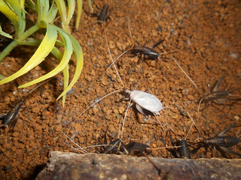 すず虫リリ ン 北条まちづくり協議会 北条の宿を行く