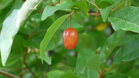 DSCF0589
