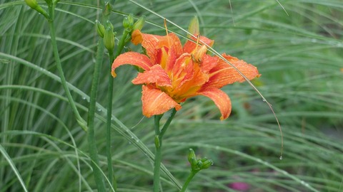 DSCF4936