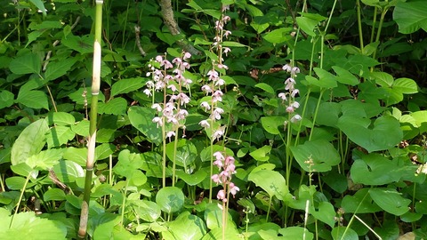 DSCF0469