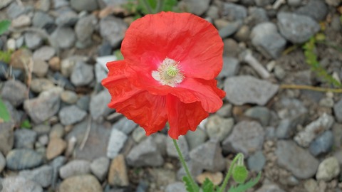 DSCF9960
