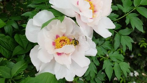 DSCF9462
