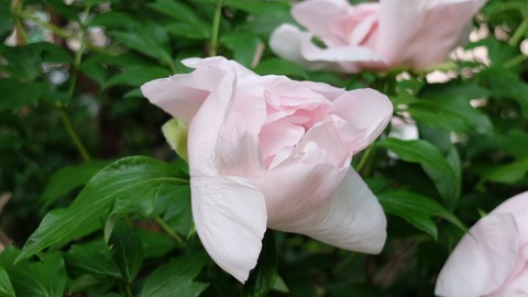 DSCF9456