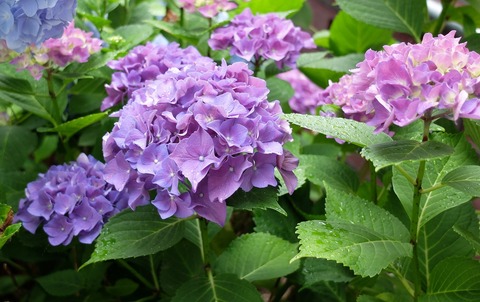 DSCF4774 - コピー