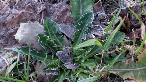 DSCF8225