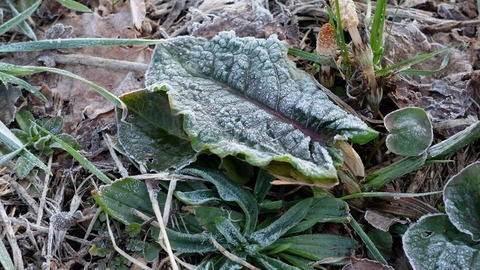 DSCF8230
